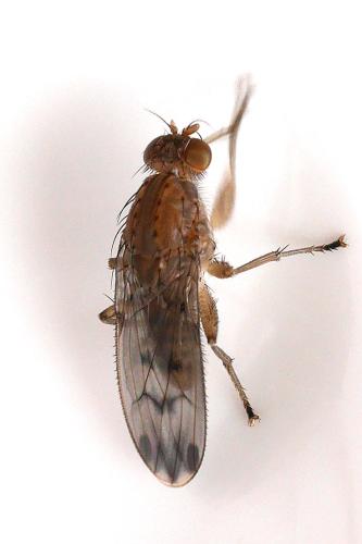 Réf. 344 176 : Suillia variegata